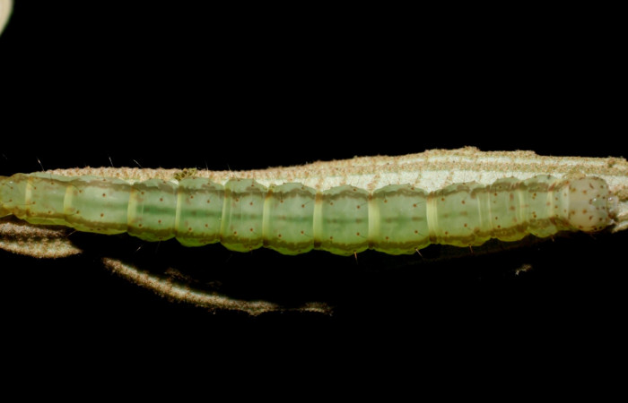 Fig.6 Larva <i>Antiblemma laranda</i> mostrando  parte dorsal, comparación entre especies.  Voucher: 08-SRNP-35882-DHJ441403.JPG