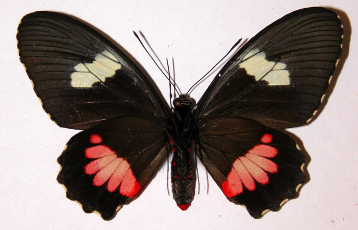 Fig.2. Adulto vista ventral de la hembra <i>Parides lycimenes</i> (Papilionidae), mide 72mm Tangelo Sector Del Oro, 410 m. 01-SRNP-9910.01-DHJ34407.