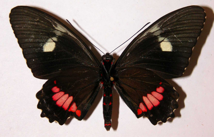 Fig.4  Adulto vista dorsal de la hembra <i>Parides lycimenes</i> (Papilionidae), mide 78mm. Vado Rio Cucaracho Sector San Cristobal, 640m. 99-SRNP-5554-DHJ34409.
