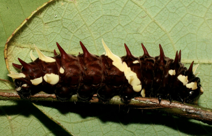 Fig.5 Larva <i>Parides lycimenes</i>(Papilionidae). Medrano Sector Pitilla, 300 m. 08-SRNP-72210-DHJ447198.