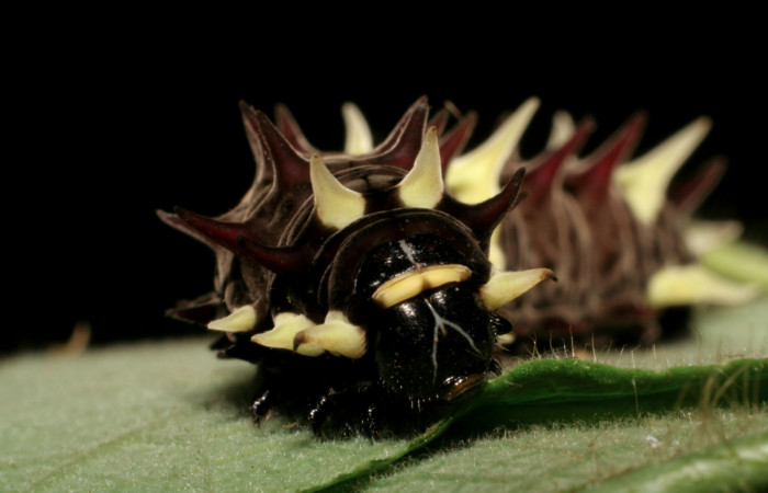 Fig.7  Larva <i>Parides lycimenes</i> (Papilionidae). Medrano Sector Pitilla, 440 m. 06-SRNP-31315-DHJ425123.