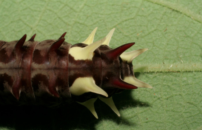Fg.8. Larva <i>Parides lycimenes</i> (Papilionidae). Medrano Sector Pitilla, 440 m. 06 -SRNP-31315-DHJ425120.