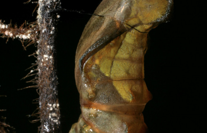 Fg.9. Pupa <i>Parides lycimenes</i> (Papilionidae). Pasmompa Sector Pitilla, 440 m. 08-SRNP-32992-DHJ449236.