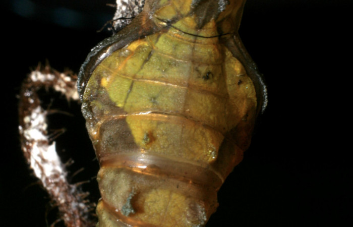 Fg.10. Pupa <i>Parides lycimenes</i> (Papilionidae). Pasmompa Sector Pitilla,, 440 m. 08-SRNP-32992-DHJ449238.