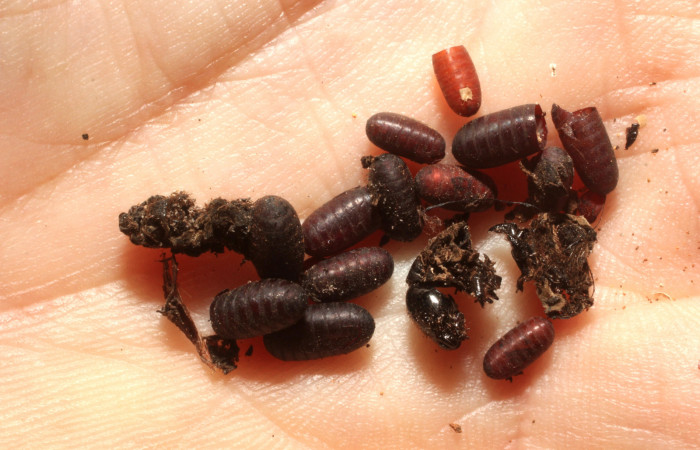 Fg.12. Parasito de (Tachinidae) <i>Parides lycimenes</i> (Papilionidae).Medrano Sector Santa Pitilla, 380 m. 13-SRNP-77607-DHJ804742.