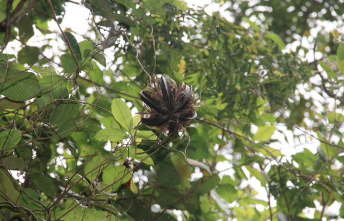 Fg.13. Fruto maduro<i>Aristolochia tonduzii</i> (Aristolochiaceae) de <i>Parides lycimenes</i> (Papilionidae). Sector Mundo Nuevo La Perla, 325 m.