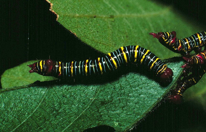 Fig. 5. <i>Didugua argentilinea</i> (Notodontidae), Area de Consevación Guanacaste, Sector Santa Rosa, Cerco de Piedra. (87-SRNP-1131-DHJ10218.jpg).