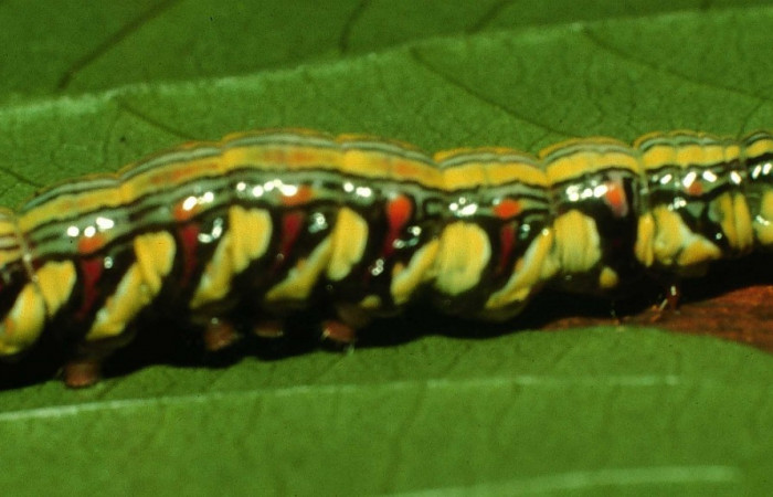 Fig. 1. Larva último estadio de <i>Didugua beckeri</i> (Notodontidae). Area de Conservación Guanacaste, Sector Cacao, Sendero Nayo. (97-SRNP-1513-DHJ41627.jpg).