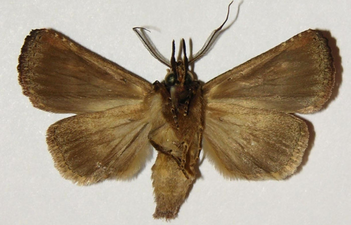 ig. 3. <i>Didugua beckeri</i> (Notodontidae), adulto, vista ventral. Area de Conservación Guanacaste, Sector Cacao, Estación Biológica Cacao, Sendero Nayo. (99-SRNP-1185-DHJ301875).