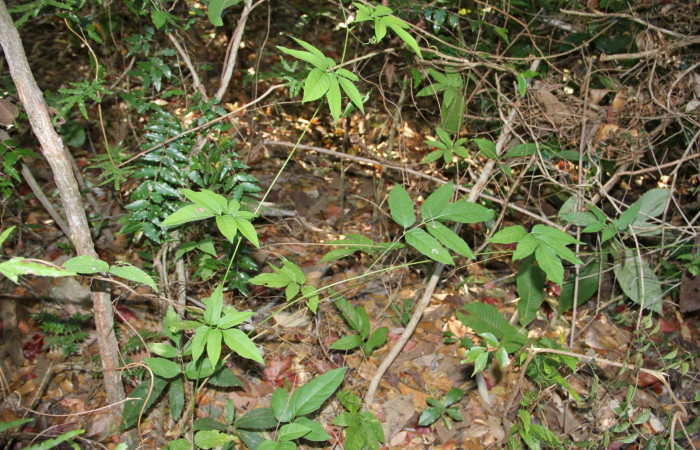 Fig. 9. Habitat de <i>Serjania atrolineata</i> familia Sapindaceae, planta hospedera de <i>Didugua beckeri</i> (Notodontidae). Area de Conservación Guanacaste, Serctor Santa Rosa, Bosque Húmedo. Foto Parataxónoma Dunia Garcia 02/20/2019.