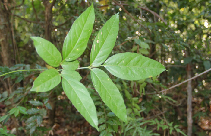 Fig. 7. Haz o cara superior de <i>Serjania atrolineata</i> familia Sapindaceae, planta hospedera de <i>Didugua beckeri</i> (Notodontidae). Area de Conservación Guanacaste, Serctor Santa Rosa, Bosque Húmedo. Foto Parataxónoma Dunia Garcia 02/20/2019.