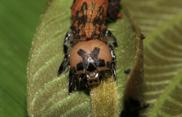 Figura 12. Cabeza de frente, <i>Ypsora selenodes</i> (Erebidae), larva en penúltimo estadío 36 mm. Foto: 19/abril/2019. Voucher: 19-SRNP-30563-DHJ764436.jpg.