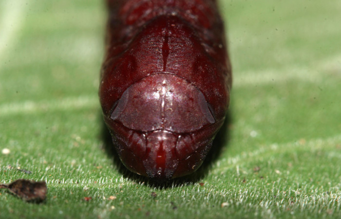Figura 16. Pupa de frente <i>Ypsora selenodes</i> (Erebidae), 18 mm. Foto: 07/Mayo/2019. Voucher: 19-SRNP-30589-DHJ764804.jpg.
