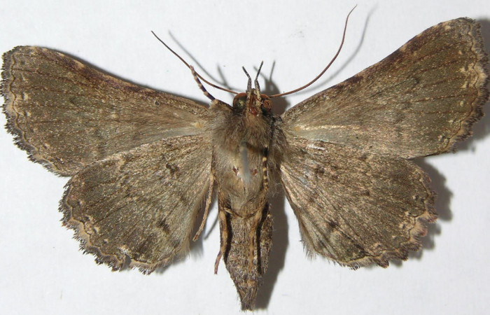 Figura 2. Vista ventral, <i>Ypsora selenodes</i> (Erebidae). Envergadura alar 38 mm. Voucher: 07-SRNP-47438-DHJ397189.jpg.