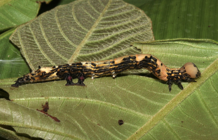 Figura 3. Vista lateral, <i>Ypsora selenodes</i> (Erebidae), larva en último estadío 42 mm. Foto: 19/abril/2019. Voucher: 19-SRNP-30589-DHJ764508.jpg.