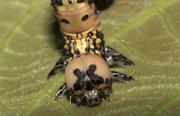 Figura 7. Cabeza de frente, <i>Ypsora selenodes</i>(Erebidae), larva en último estadío 42 mm. Foto: 19/abril/2019. Voucher: 19-SRNP-30589-DHJ764513.jpg.
