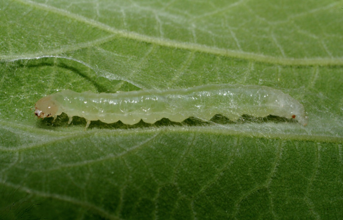 Fig.5 Vista lateral, <i>Aponia itzalis</i> (Crambidae). Se colectó 20 de Junio 2010, Sector Mundo Nuevo, Estación La Perla, 325mts. (10-SRNP-55807-DHJ473317.jpg.).