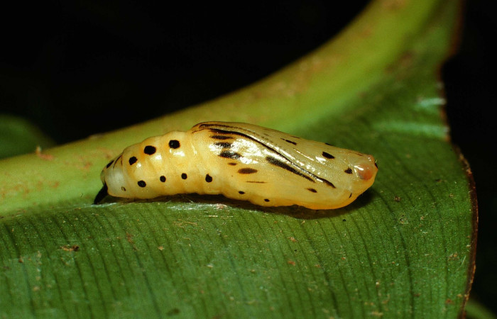 Fig. 8. Pupa <i>Tithraustes</i> noctilucesICG02,lateral entero último estadio,Voucher 02-SRNP-145-DHJ64240.jpg