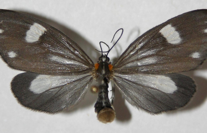 Fig. 9. Adulto <i>Tithraustes</i> noctilucesICG02. Vista ventral (hembra), tamaño envergadura, alas abiertas 34mm.Voucher 04-SRNP-3743-DHJ310642DHJ310642.
