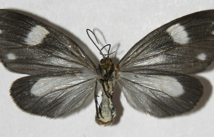 Fig. 10. Adulto <i>Tithraustes</i> noctilucesICG02. Vista ventral (hembra), tamaño envergadura, alas abiertas 30mm.Voucher 04-SRNP-3743-DHJ310643.
