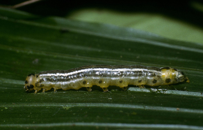 Fig  1. Larva <i>Tithraustes</i> noctilucesICG02,dorsal entero último estadio. Finca San Gabriel. Voucher 04-SRNP-3743-DHJ86081.jpg.