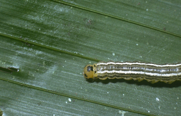 Fig 2. Larva <i>Tithraustes</i> noctilucesICG02. Cabeza, último estadio.    Finca San Gabriel. Voucher 04-SRNP-3743-DHJ86083.jpg.