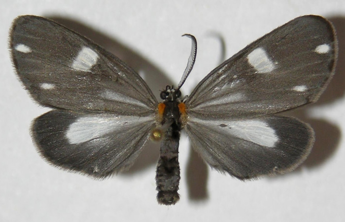 Fig. 11. Adulto <i>Tithraustes</i> noctilucesICG02. Vista dorsal (macho), tamaño envergadura, alas abiertas 30mm. Voucher 05-SRNP-2715-DHJ310638.
