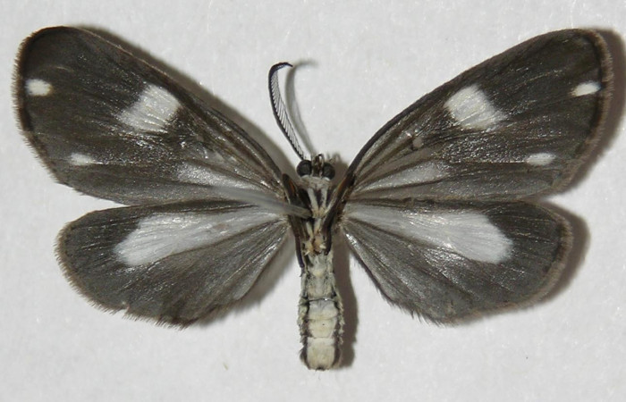 Fig. 12 Adulto <i>Tithraustes</i> noctilucesICG02. Vista ventral (macho), tamaño envergadura, alas abiertas 30mm. Voucher 05-SRNP-2715-DHJ310639.