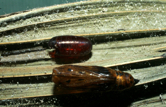 Fig. 7. Muda de pupario familia (Tachinidae) especie <i>Hyphantrophaga virilis</i>, (subfamilia Exoristinae), parásito de la larva <i>Tithraustes</i> noctilucesICG02. Voucher 08-SRNP-767-DHJ453104.jpg