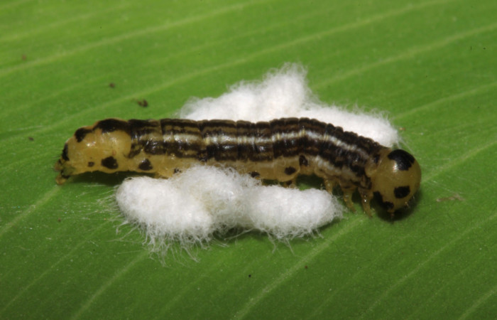 Fig 4. Capullos de parásito mgJanzen01 Janzen01 de familia (Braconidae), pegado a larva <i>tihraustes</i> noctilucesICG02.
Voucher 14-SRNP-31601-DHJ721380.jpg
