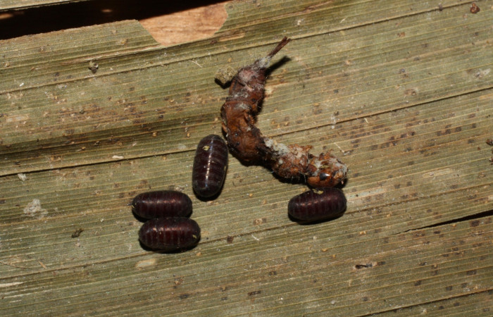 Fig. 6. Puparios de familia (Tachinidae) entre el suelo y la hojarasca,  parásito de la larva <i>Tithraustes</i> noctilucesICG02. Voucher 15-SRNP-20324-DHJ710266.jpg.