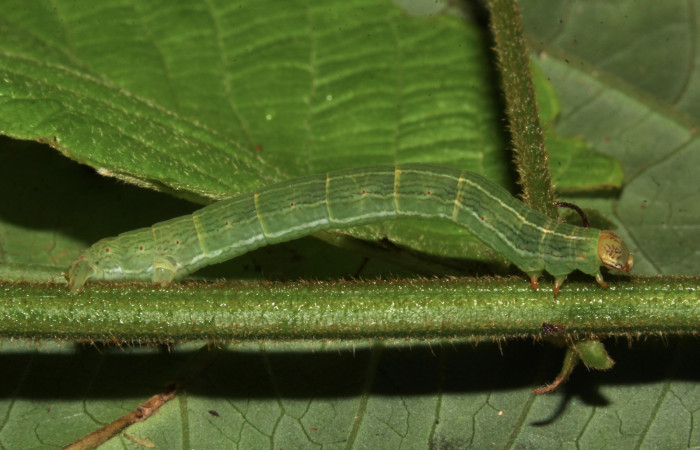 Fig. 2. Larva de <i>Sphacelodes vulneraria</i> (Geometridae) comiendo <i>Gouania polygama</i> (Rhamnaceae) Voucher: 18-SRNP-31647-DHJ746682.