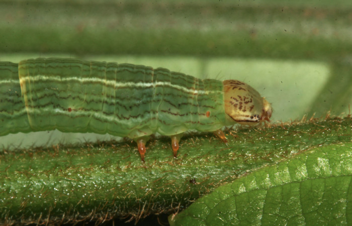 Fig. 5. Detalle patas anteriores de <i>Sphacelodes vulneraria</i> (Geometridae) comiendo <i>Gouania polygama</i> (Rhamnaceae) Voucher: 18-SRNP-31647-DHJ746687.