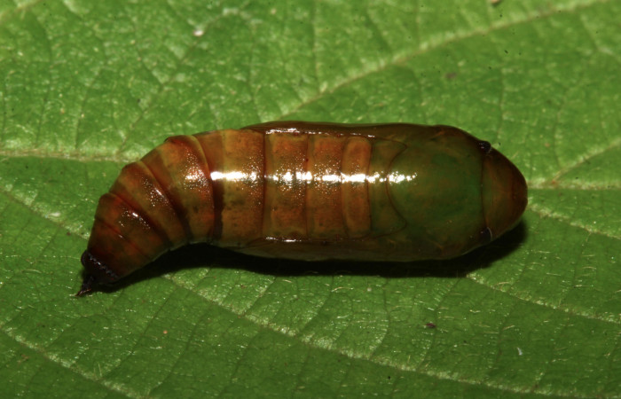 Fig. 8. Vista dorsal pupa de <i>Sphacelodes vulneraria</i> (Geometridae), Voucher: 18-SRNP-31647-DHJ746759.