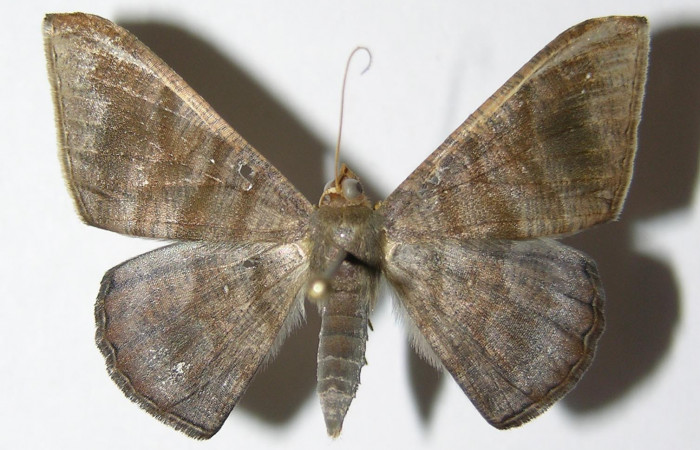 Fig. 12. Hembra de <i>Sphacelodes vulneraria</i> (Geometridae), vista dorsal. Voucher: 05-SRNP-12395-DHJ325574.