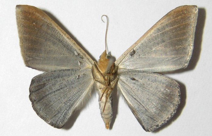 Fig. 13. Hembra de <i>Sphacelodes vulneraria</i> (Geometridae), vista ventral. Voucher: 05-SRNP-12395-DHJ325575.