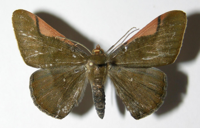 Fig. 10. Macho de <i>Sphacelodes vulneraria</i> (Geometridae), vista dorsal. Voucher: 05-SRNP-12686-DHJ325584.