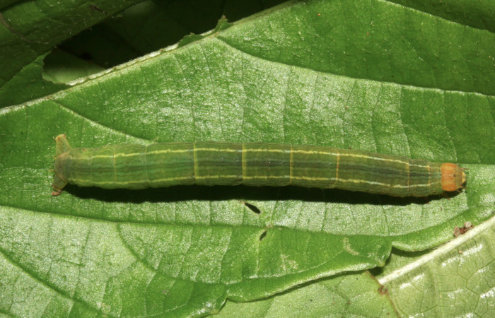 Fig. 1. Larva de <i>Sphacelodes vulneraria</i> (Geometridae), comiendo <i>Gouania polygama</i> (Rhamnaceae). Voucher: 17-SRNP-31563-DHJ739258.