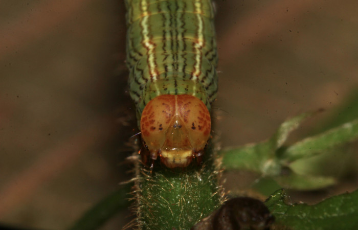 Fig. 3. Detalle cabeza de <i>Sphacelodes vulneraria</i> (Geometridae), comiendo <i>Gouania polygama</i> (Rhamnaceae). Voucher: 18-SRNP-31402-DHJ746264.