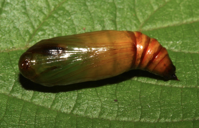 Fig. 9. Vista ventral pupa de <i>Sphacelodes vulneraria</i> (Geometridae). Voucher: 18-SRNP-31647-DHJ746760.