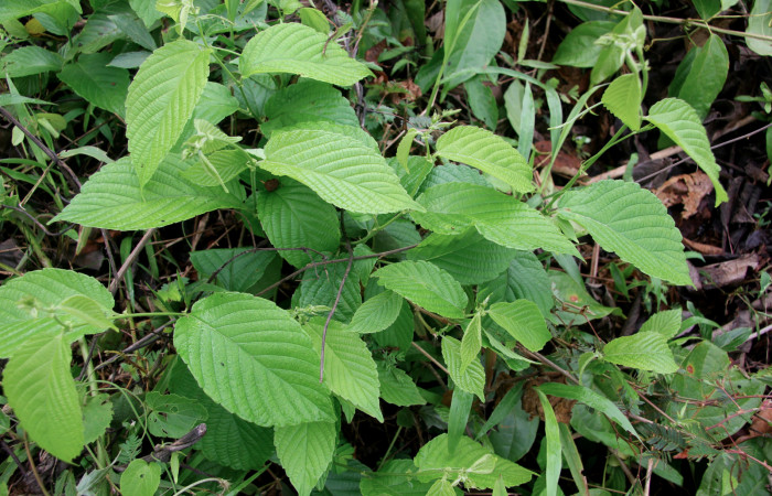 Fig. 6. <i>Gouania polygama</i> (Rhamnaceae). Planta hospedera de <i>Sphacelodes vulneraria</i> (Geometridae).