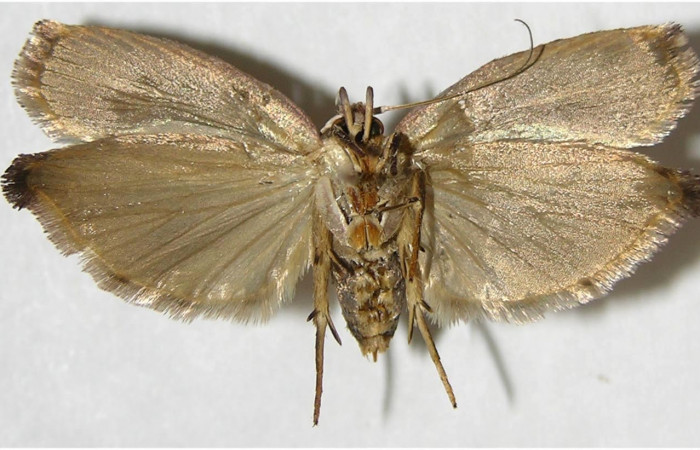 Figura 10. Adulto de <i>Cerconota recurvella</i> (Depressariidae), vista ventral, localidad Sendero Tucan Sector Rincón Rain Forest ACG (410m). Voucher: 07-SRNP-41857-DHJ380363.jpg.