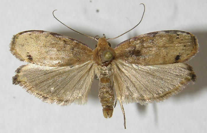 Figura 1. Adulto de <i>Cerconota recurvella</i> (Depressariidae), vista dorsal, localidad Jacobo, Sector Rincón Rain forest ACG (461m). Voucher: 13-SRNP-69027-DHJ569080.jpg.
