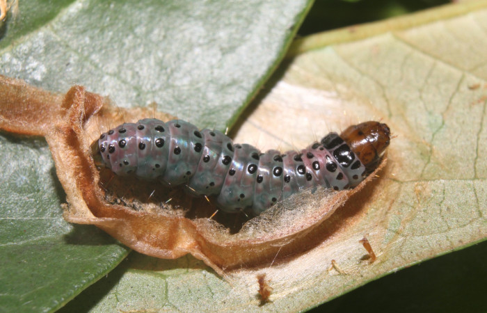 Figura 5. Larva <i>Cerconota recurvella</i> (Depressariidae), en estado de prepupa vista lateral, localidad Pasmompa Sector Pitilla ACG (440m). Voucher: 17-SRNP-70319-DHJ733843.jpg.