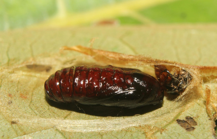Figura 6. Pupa de <i>Cerconota recurvella</i> (Depressariidae), vista dorsal, localidad Pasmompa Sector Pitilla ACG (440m). Voucher: 17-SRNP-70319-DHJ733849.jpg.
