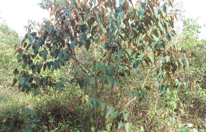 Figura 15. Planta hospedera de <i>Cerconota recurvella</i> (Depressariidae), planta llamada <i>Vismia baccifera</i> (Hypericaceae), localidad Estación Quica Sector Pitilla ACG (470m). Foto: Ricardo Calero, 10 Mayo 2018.