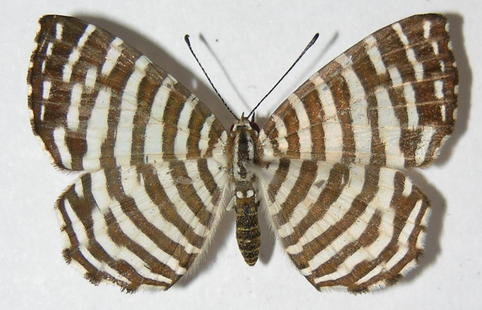 Figura 6. Adulto de <i>Hyphilaria thasus</i> (Riodinidae), hembra mostrando vista dorsal, localidad Calma, Sector Pitilla ACG (412m). Voucher: 10-SRNP-70541-DHJ526176.jpg.