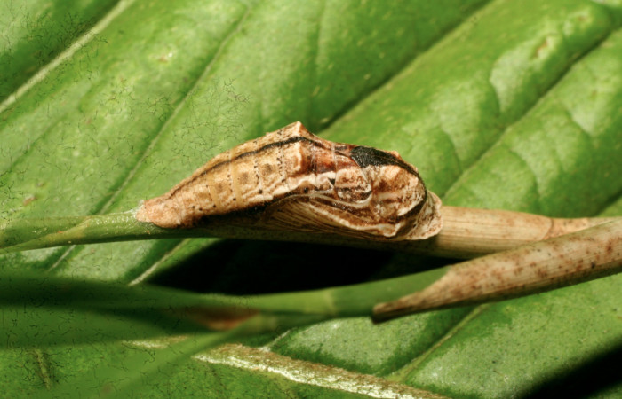 Figura 5. Pupa de <i>Hyphilaria thasus</i> (Riodinidae), mostrando vista lateral, localidad Medrano Estación Quica, Sector Pitilla ACG (380m). Voucher: 10-SRNP-70742-DHJ474612.jpg.