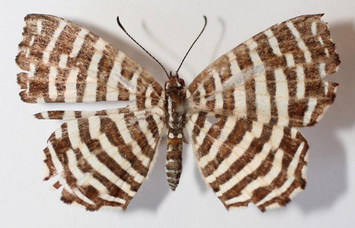 Figura 1. Adulto de larva <i>Hyphilaria thasus</i> (Riodinidae), mostrando vista dorsal, localidad Estación Los Almendros, Sector El Hacha ACG (290). Voucher:12-SRNP-20415-DHJ585050.jpg.