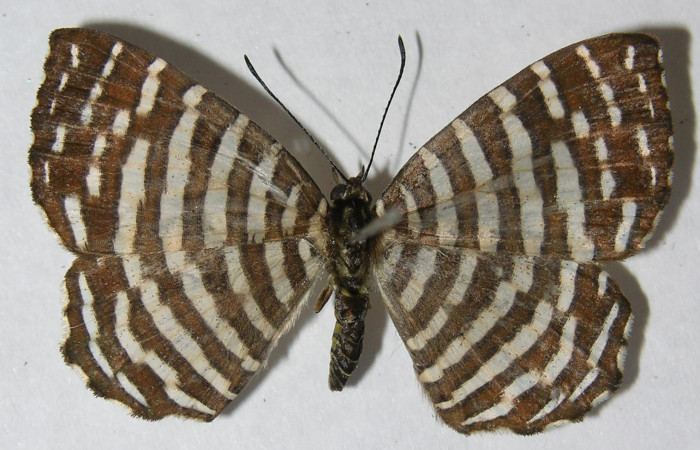 Figura 8. Adulto de larva <i>Hyphilaria thasus</i> (Riodinidae), (macho), mostrando vista dorsal, localidad Estción Quica, Sector Pitilla ACG (470). Voucher: 12-SRNP-72165-DHJ567444.jpg.